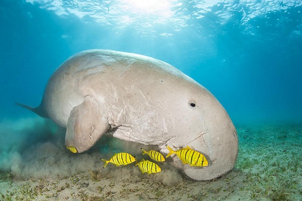 Some Astounding Facts about Dugong: The State Animal of Andaman – Andaman  And Nicobar Tour Packages